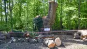 Toby Carvery Faces Eviction Over Ancient Oak Tree Destruction in Enfield