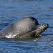 Two Decades of Thames Tragedies: The Whales and Dolphins Stranded in London's River