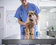 UK Government Proposes Veterinary Sector Reforms to Tackle Rising Pet Care Costs