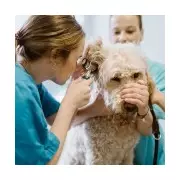 UK Vets Forced to Display Prices in Major Sector Overhaul