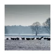 UK's Coldest Night Hits -12.5°C in Norfolk as Storm Goretti Threatens More Snow