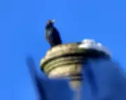 Urban Dawn Chorus: How Listening Reveals Nature's January Stirrings