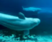Valium and Slings: The Complex Plan to Move 30 Captive Beluga Whales from Canada