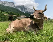 Veronika the Cow's Tool Use Challenges Human Superiority Myths