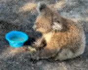 Victoria's Bushfires Push Endangered Species to the Brink as Wildlife Teams Assess Catastrophic Impact