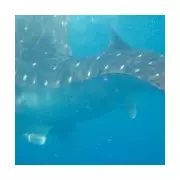 Whale Shark with Severe Spinal Deformity Thrives in Gulf of Mexico