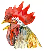Why Do Chickens Cluck? Kids' Quiz Tests Your Knowledge