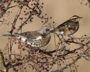 Winter Thrushes Return: Cold Snap Brings Fieldfares and Redwings to UK