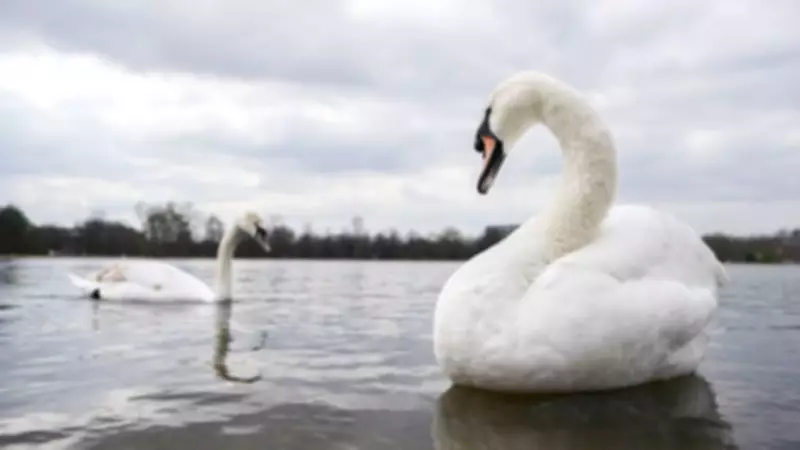 30 Dead Swans Found in London's Thames Amid Suspected Bird Flu Outbreak