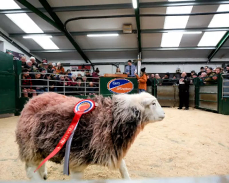 A Journey to the Sheep Auction: Interrupted by Light and Local Legend