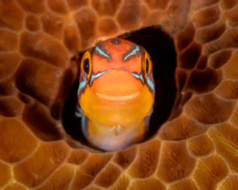 A Peek-a-Boo Fish, Dunkin' Frogs, and a Rare White Crow Captured in Wildlife Photos