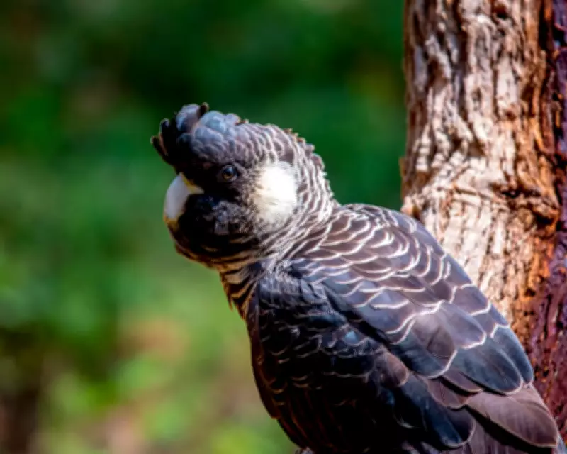 Alcoa Fined $55M for Illegal Forest Clearing, Granted 18-Month Exemption