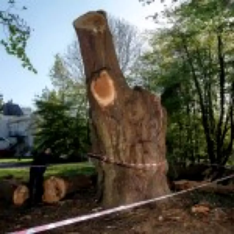 Ancient 500-Year-Old Oak Felled Near Toby Carvery Was Healthy, Experts Confirm