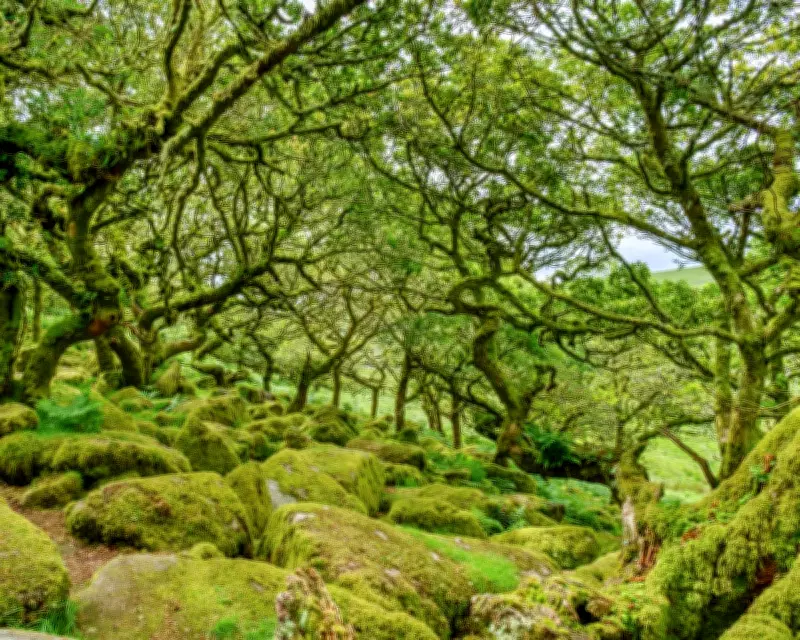 Ancient Woodlands: Luke Barley's Exploration of Britain's Forest Heritage