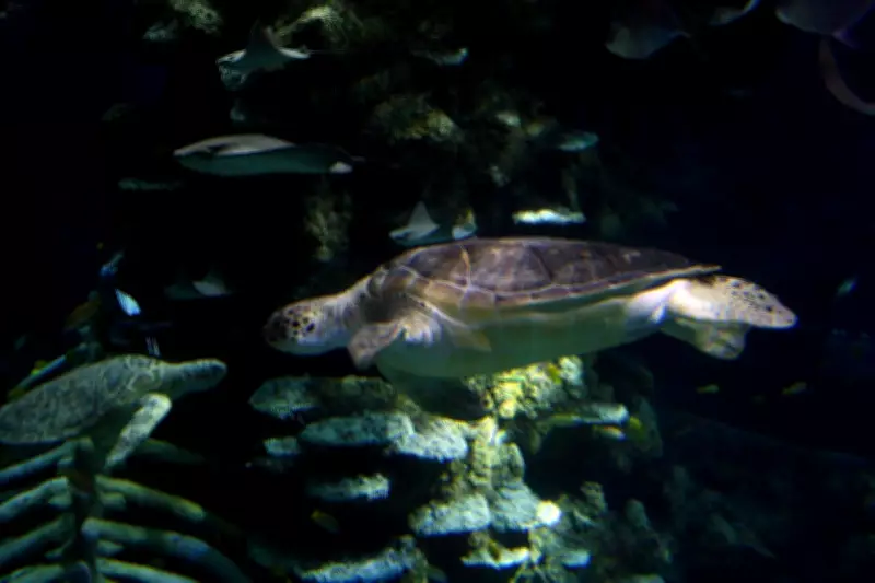 Animal Crossing Returns to London Sea Life for Spring 2026 Interactive Experience