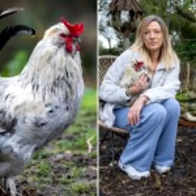 Artist Faces ASBO Threat Over Cockerel's Morning Crows in Norfolk Village