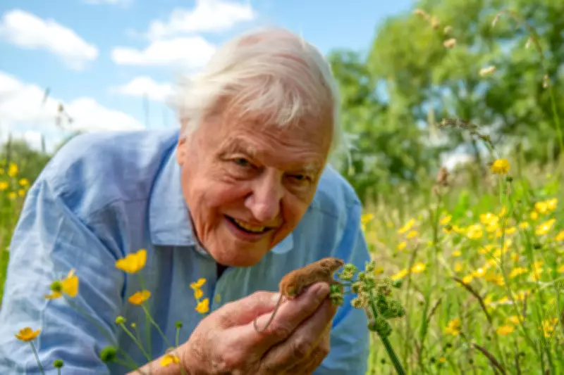Attenborough's London Documentary Considered 'Rebranding' Rats as Smart Animals