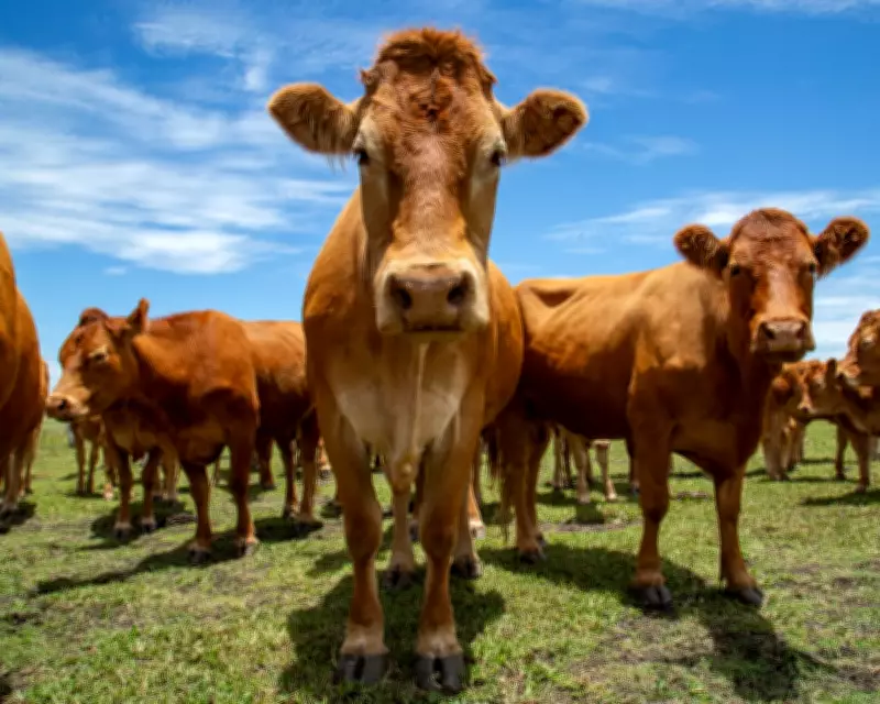 Australia-EU Free Trade Deal Negotiations Stumble Over Parmesan and Prosecco