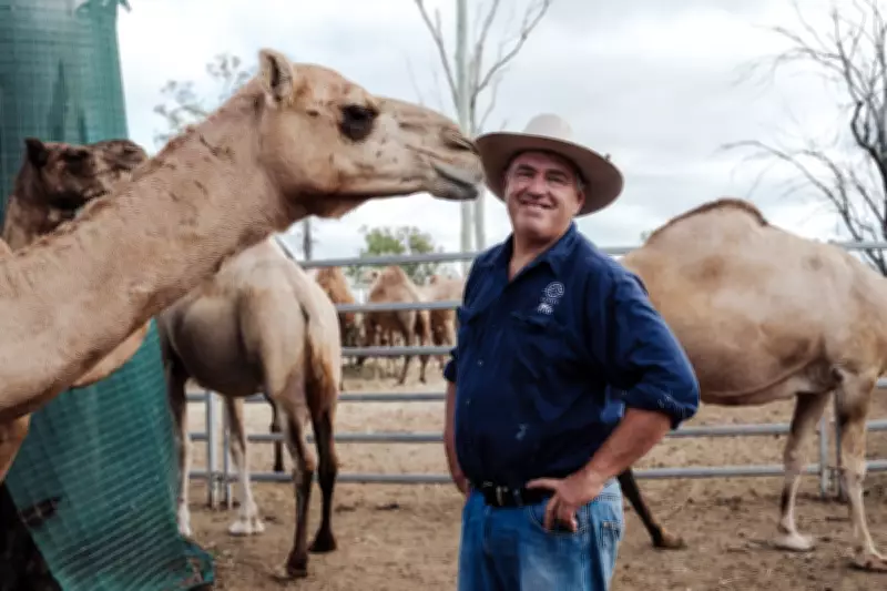 Australian Camel Milk Farm Eyes US Market Expansion with Unique Superfood