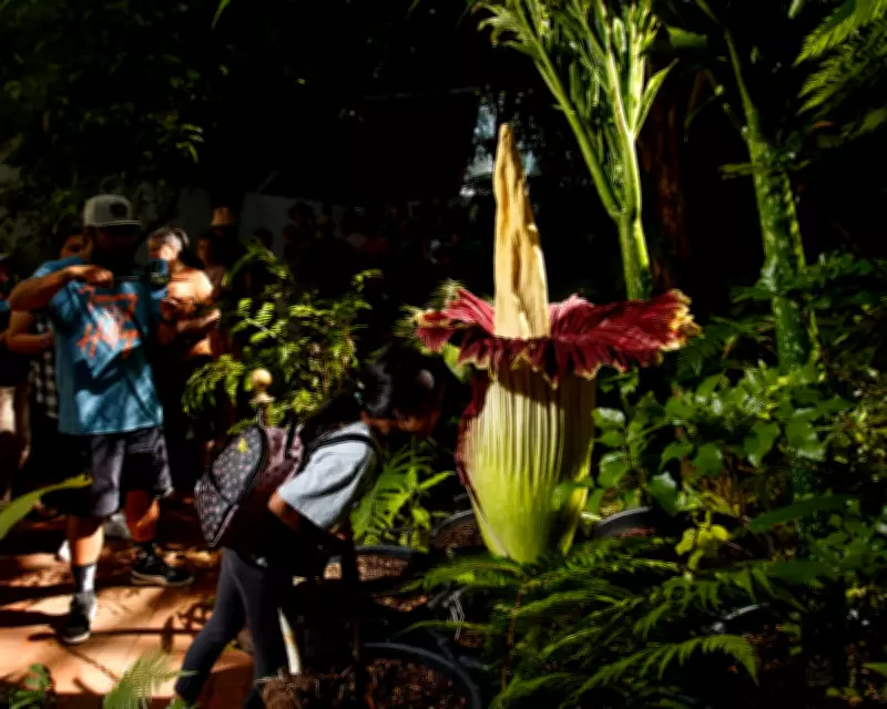 Australia's Corpse Flower Boom: How the Country Became a Global Hub for Stinky Blooms