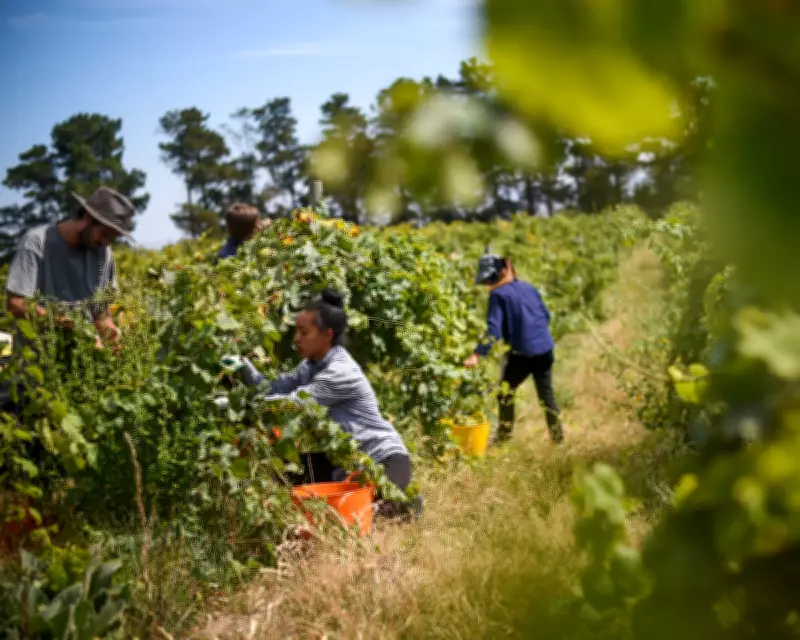 Australia's Pacific Worker Scheme: A Critical Analysis of Palm Industry Labour