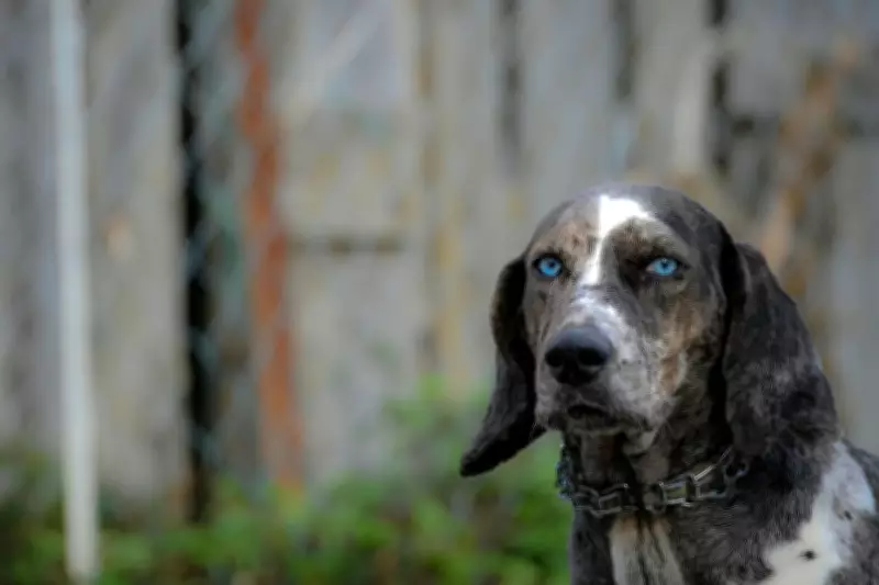 Battersea Appeals for Londoners to Foster Rescue Dogs and Cats