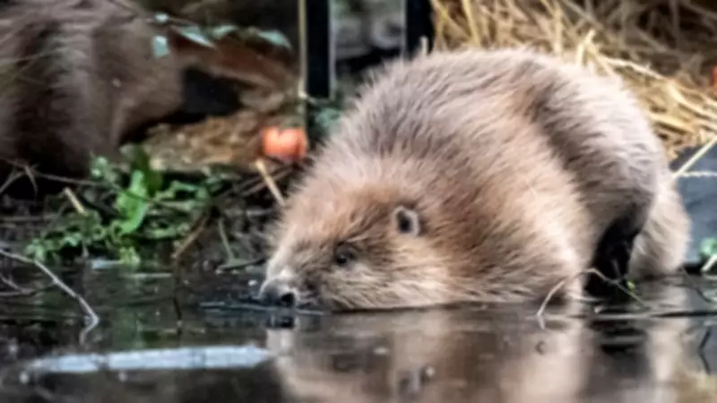 Beavers Return to Somerset Wetlands in Major Nature Restoration Project