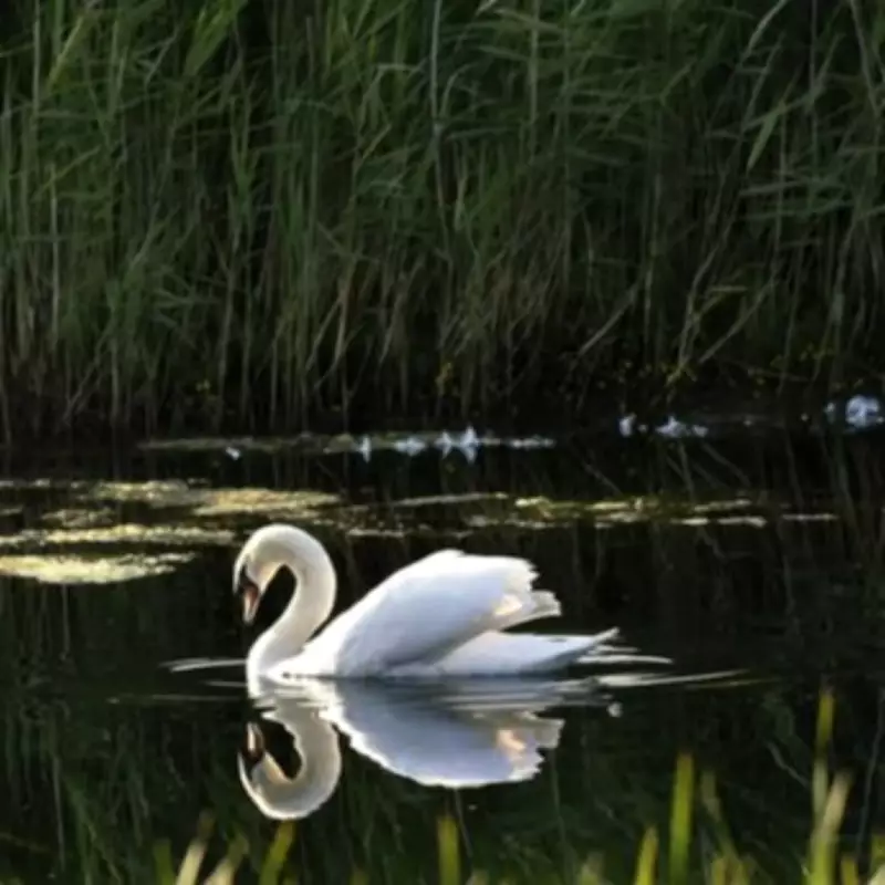 Bird Flu Fears Escalate in London After 30 Dead Swans Found in Docks