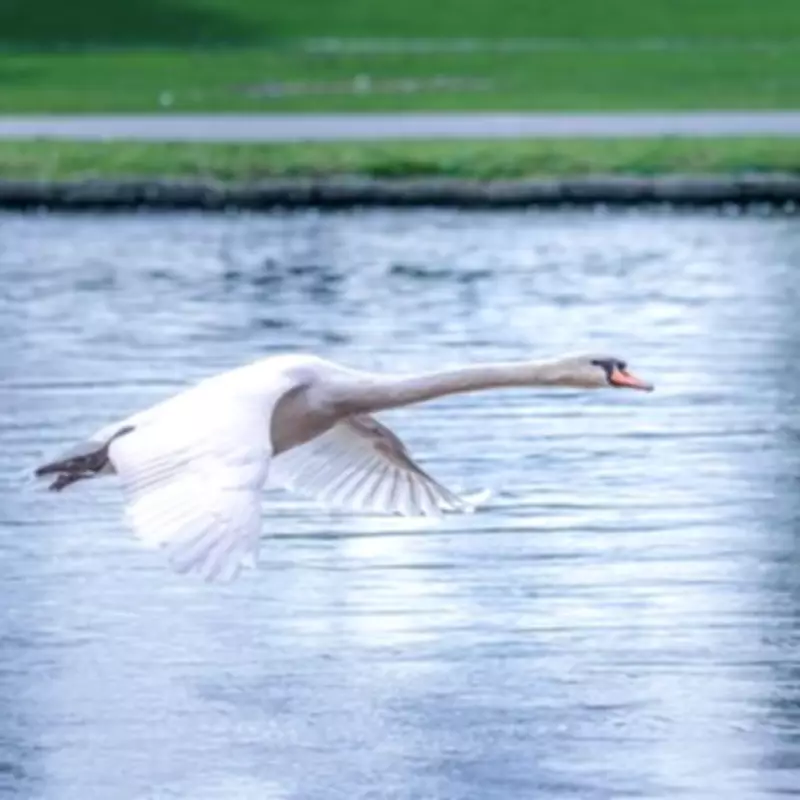 Bird Flu Outbreak Fears After 30 Dead Swans Found in East London Waterways