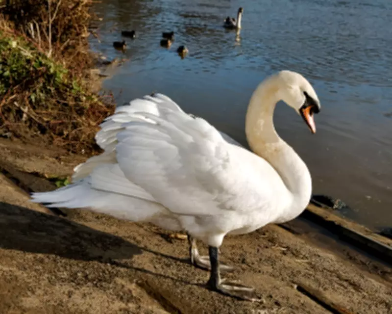 Bird Flu Outbreak in Thames Valley Swans Sparks Volunteer Containment Efforts