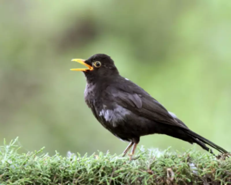 Birdsong Boosts Wellbeing: Nature's Soundtrack for Mental Health