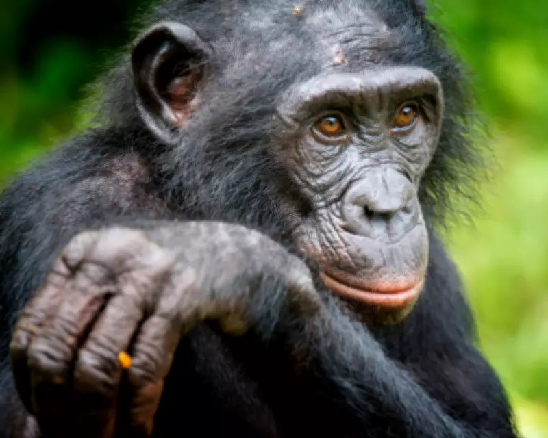 Bonobos Display Imaginative Thinking in Groundbreaking Study