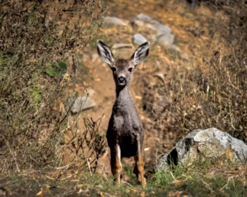 California Approves Mule Deer Extermination on Catalina Island