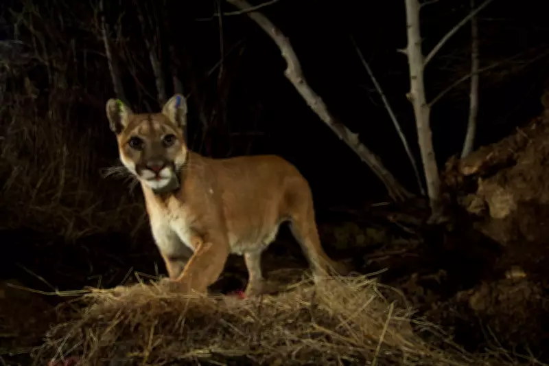 California Mountain Lions Gain Endangered Species Act Protection