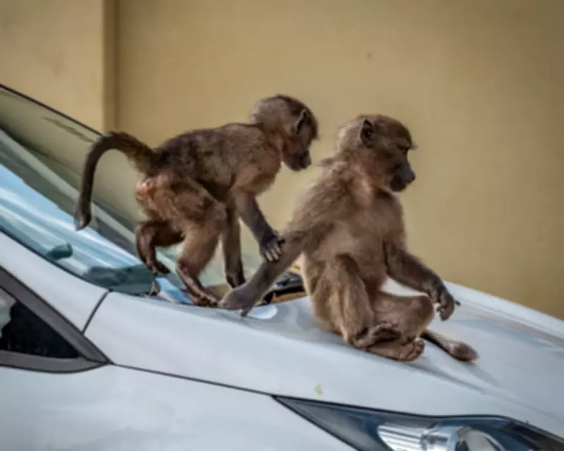 Cape Town's Baboon Conflict: Urban Growth Clashes with Wildlife Conservation