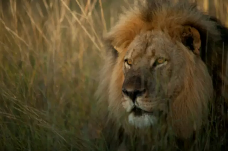 Channel 4's Cecil Documentary Explores Trophy Hunting Fallout