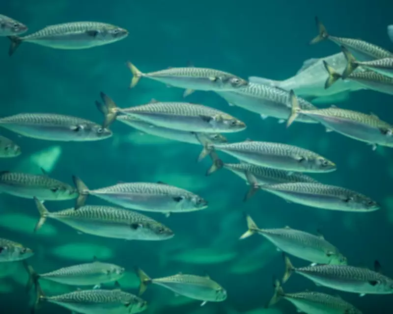 Chronic Ocean Warming Drives 'Staggering' 7.2% Fish Loss Per Decade, Study Reveals