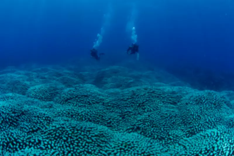 Citizen Scientists Discover Giant Coral Colony on Great Barrier Reef