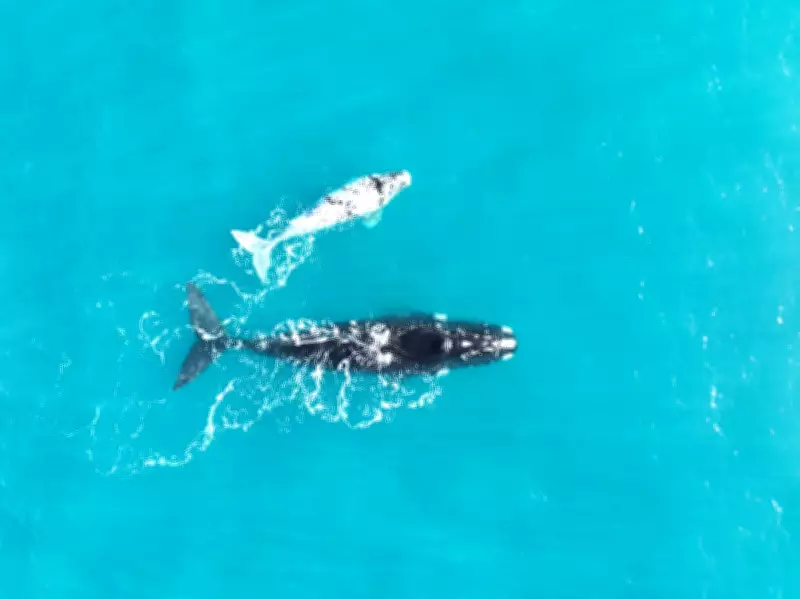 Climate Crisis Slows Southern Right Whale Breeding Rates, Scientists Warn