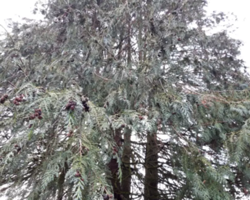 Country Diary: A Monstrous Shadow Looms Over Our Garden Landscape