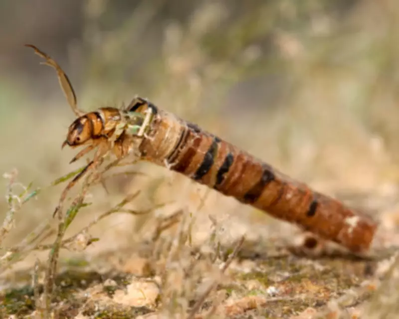 Country Diary: Kneeling by the River, Hoping the Water Is Clean