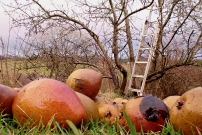 Country Diary: The Remarkable Connections Underpinning Our Orchards