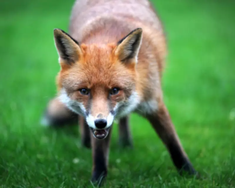 Country Diary: Was This the Fox's Version of a 'Come Hither' Smile?