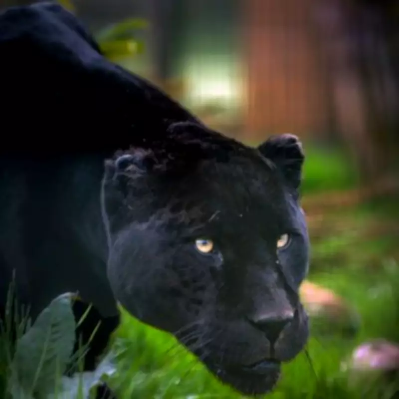 Couple Films Legendary 'Beast' During Devon Hotel Birthday Celebration