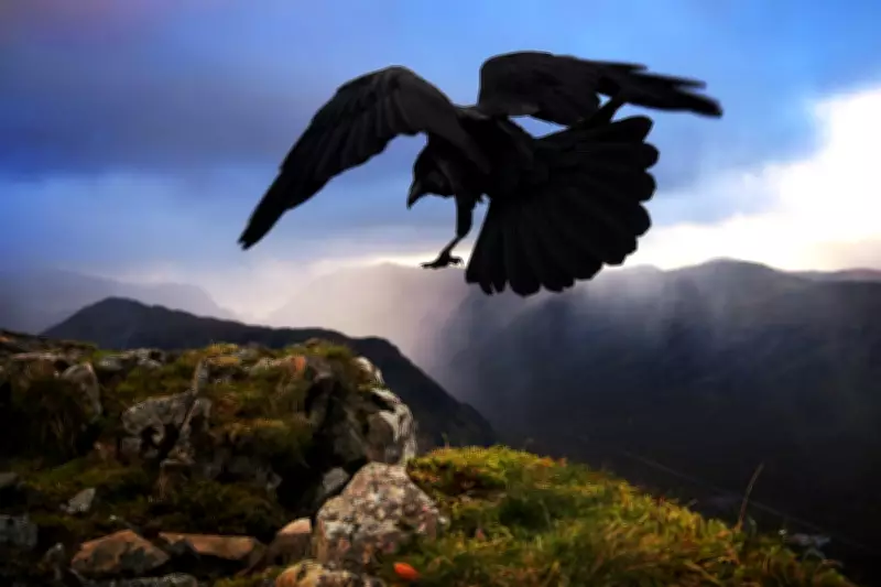 Dare-Devil Ravens Toy with Tempest in 1926 Mountain Diary