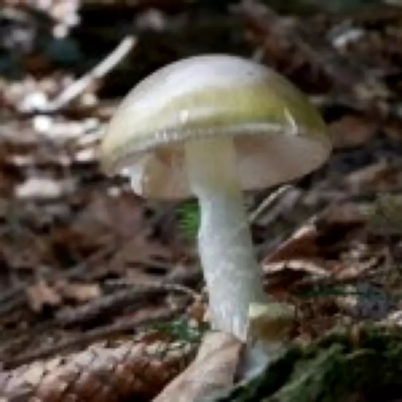 Death Cap Mushroom Outbreak Claims Four Lives in California