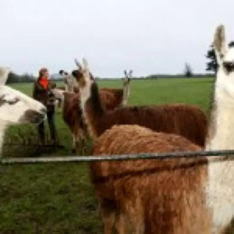 Derbyshire Llamas Foil Thief with Heroic Citizen's Arrest on Farm