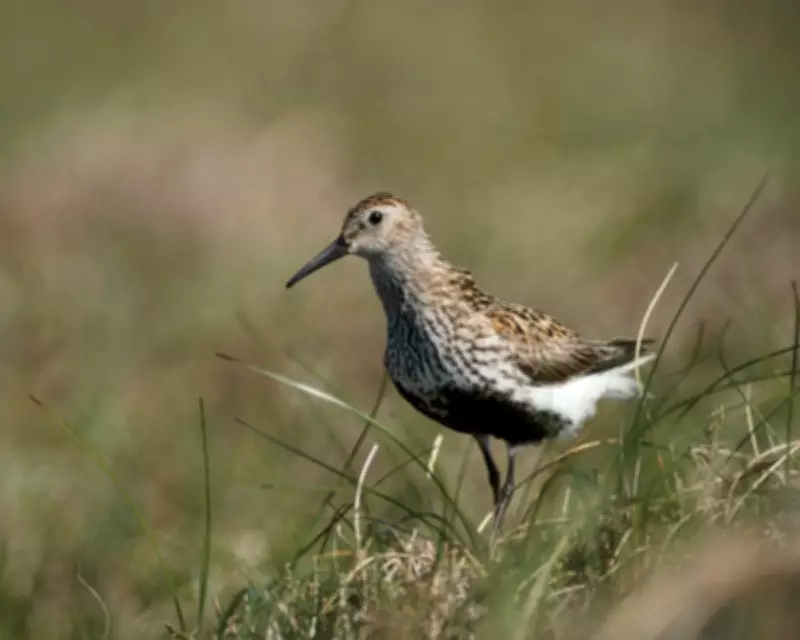Drone Survey Reveals Dunlin Breeding Success in Cumbrian Pennines