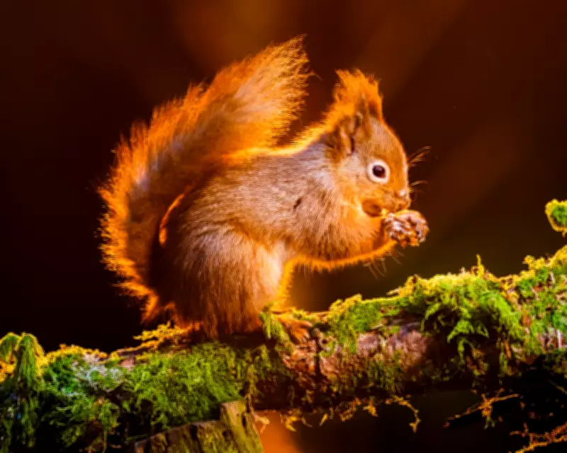 England's Red Squirrels Face Extinction: Government Plan Aims to Save Iconic Species