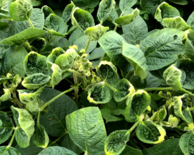 EPA Reapproves Controversial Weedkiller Dicamba Amid Ongoing Debate